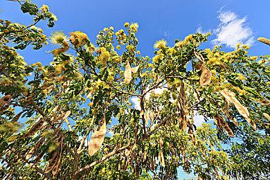 手游《洛克人X DiVE》即将上线Steam 支持中文锁国区